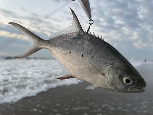 コバンアジの釣果