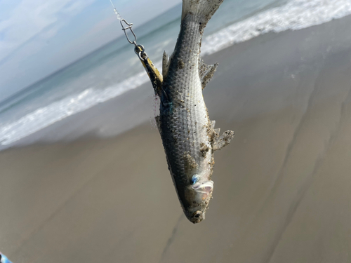 ボラの釣果