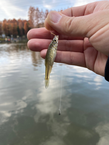 クチボソの釣果