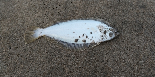 ソゲの釣果