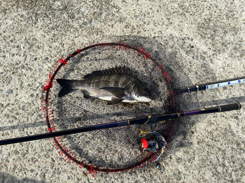 チヌの釣果