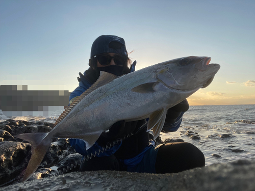 ショゴの釣果