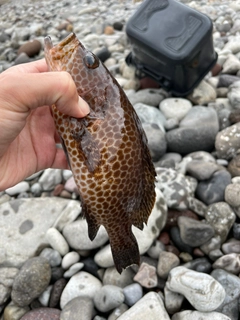 オオモンハタの釣果