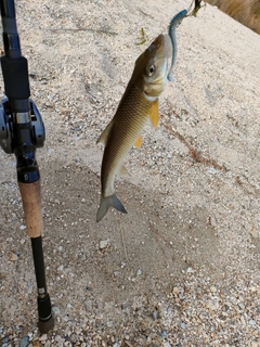 ニゴイの釣果