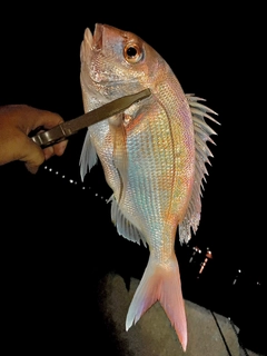 マダイの釣果