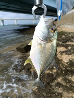 ギンガメアジの釣果