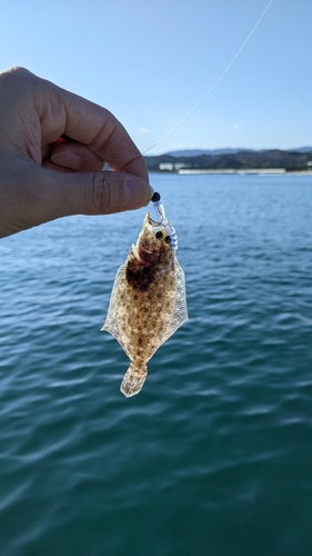 ソゲの釣果