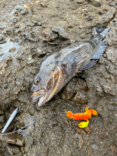 アイナメの釣果