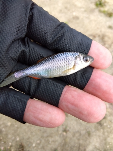 タナゴの釣果