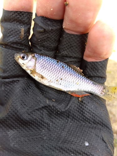 タナゴの釣果