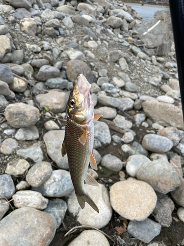 ニゴイの釣果