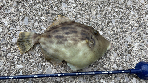 カワハギの釣果