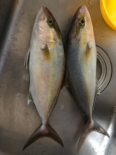 カンパチの釣果