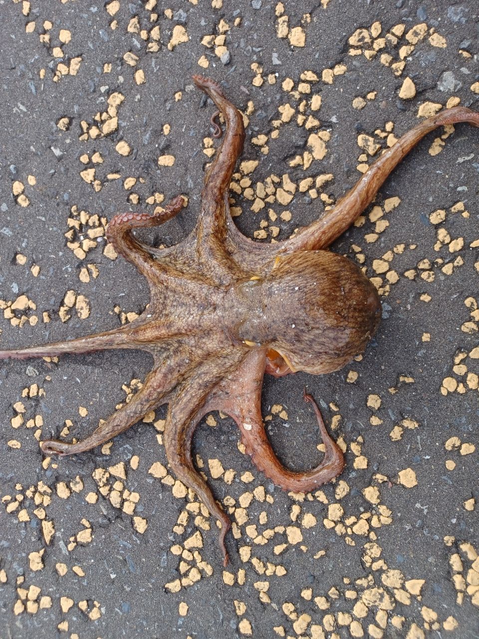 ロッソさんの釣果 3枚目の画像