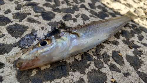 シロギスの釣果