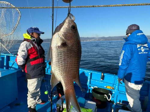 スズメダイの釣果