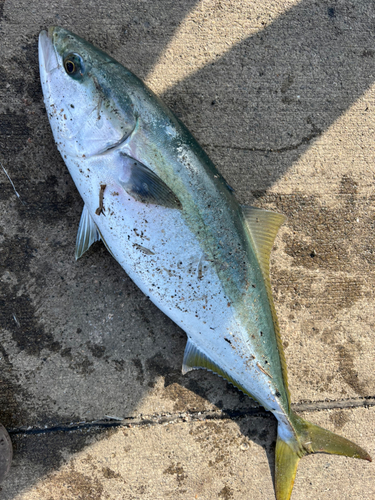 メジロの釣果