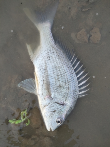 キビレの釣果