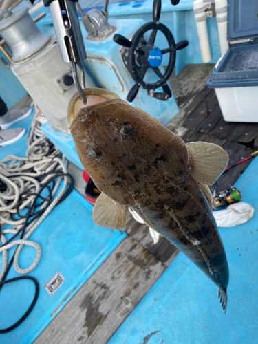 マゴチの釣果