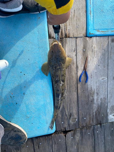 マゴチの釣果