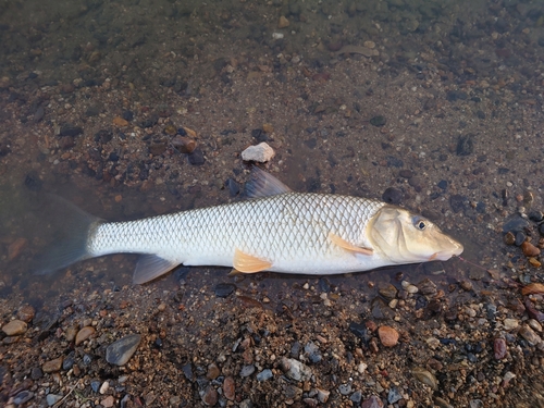 ニゴイの釣果