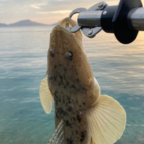 マゴチの釣果