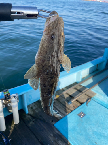 マゴチの釣果