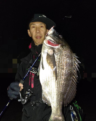 チヌの釣果