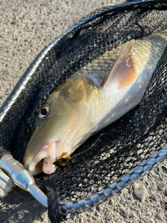 ニゴイの釣果