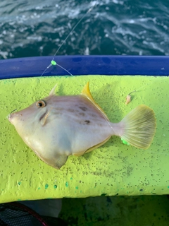 カワハギの釣果