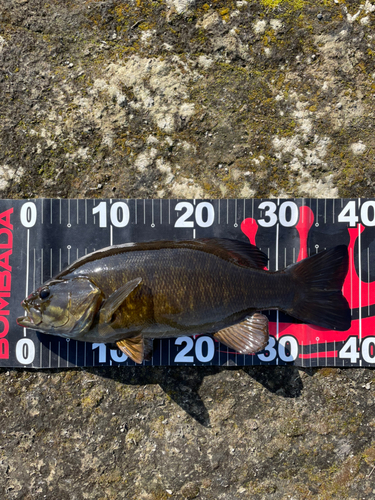 スモールマウスバスの釣果