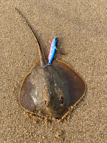 アカエイの釣果