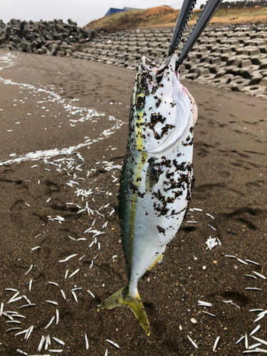 イナダの釣果