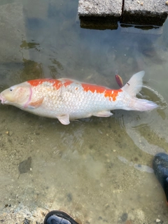 コイの釣果