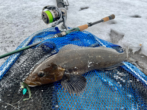 アイナメの釣果