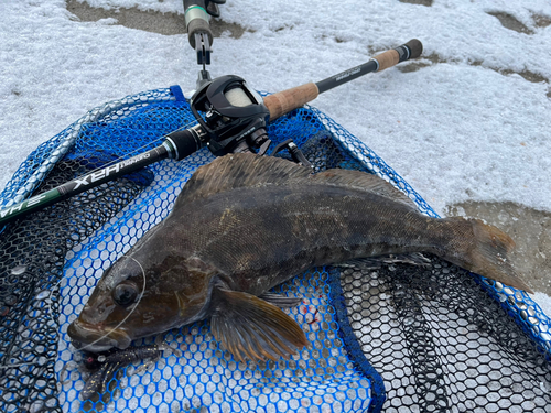 アイナメの釣果