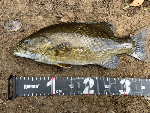 スモールマウスバスの釣果