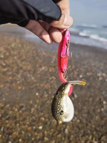 クサフグの釣果