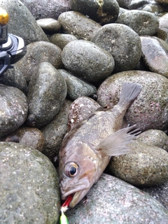 アブラコの釣果