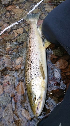 ブラウントラウトの釣果