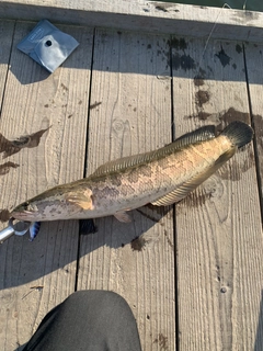 ライギョの釣果