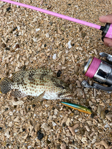 カンモンハタの釣果