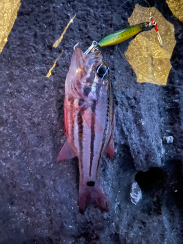 オオスジイシモチの釣果