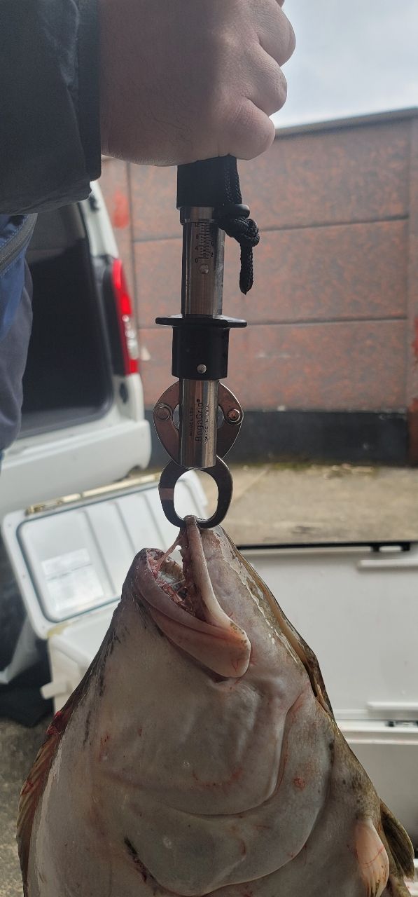 かねよしさんの釣果 3枚目の画像