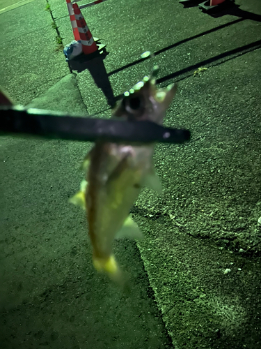 ムツの釣果