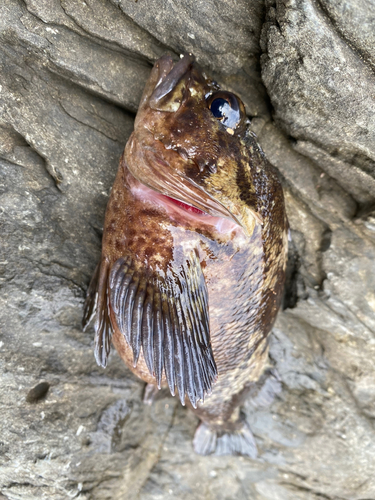 ムラソイの釣果