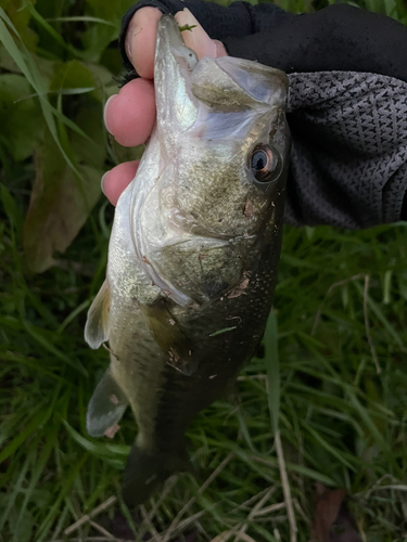 ラージマウスバスの釣果