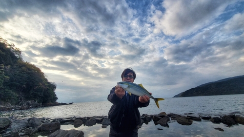 ヤズの釣果