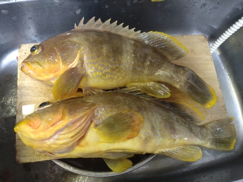 アオハタの釣果