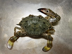 ワタリガニの釣果